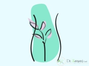 وظیفه واژن در بدن زنان