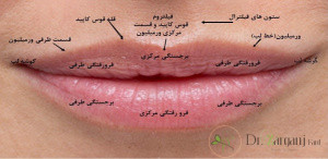 لب از چه بخش هایی تشکیل گردیده است ؟