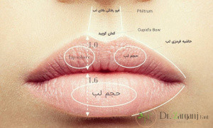آناتومی لب ها :