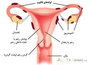 عمل بزرگ کردن واژن :
