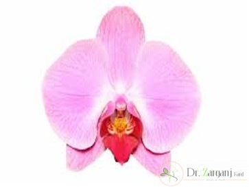 چه کسانی بهترین کاندید برای جراحی لابیاپلاستی هستند؟