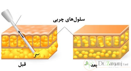 هورمون های رشد روی بافت های بدن، تأثیر هایی مانند موارد زیر می گذارند: