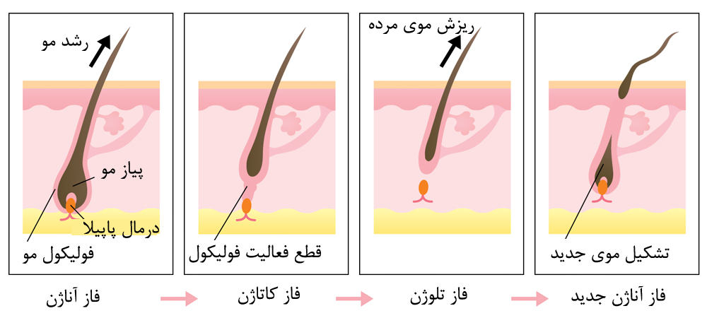 فازهای مختلف رشد مو