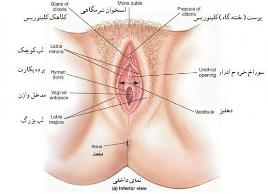 بخش ورودی واژن از لابیاها تشکیل‌ شده است