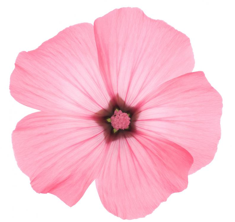 یائسگی