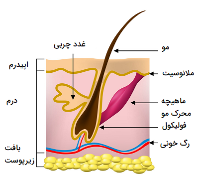 آیا در زمینه ی میکرونیدلینگ اطلاعاتی دارید؟
