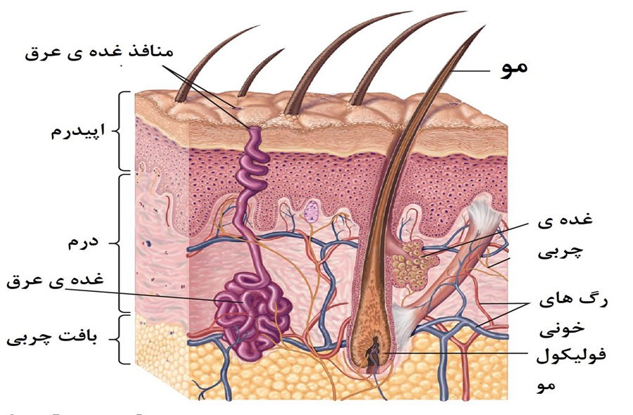 چگونه به درم دسترسی پیدا کنیم؟